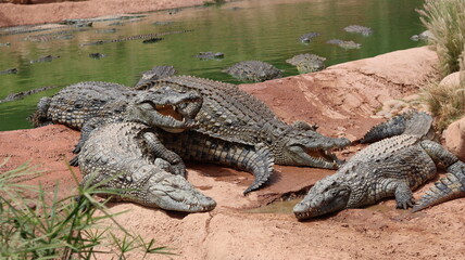 Group of Nile crocodiles basking on a riverbank by a green pond – dangerous reptile wildlife with armored scales, teeth and tails; gator/caiman family resting
