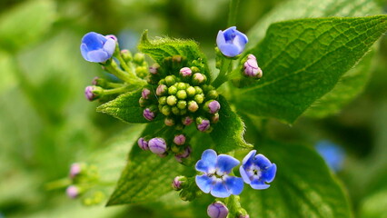 aufblühendes Kaukasus Vergissmeinnicht 