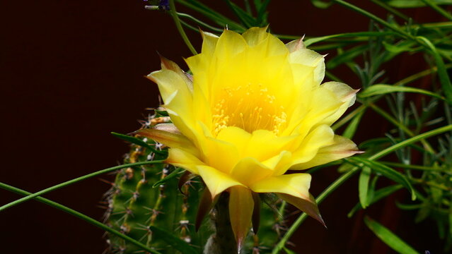 gelbe Kakteenbl&uuml;te 