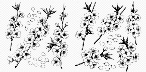 A hand-drawn botanical collection of blooming Manuka or tea tree branches, buds, and scattered petals in a vintage sketch style.