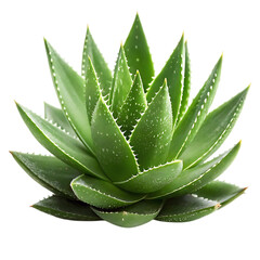 Vibrant green aloe vera plant against a stark black background