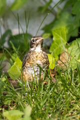 Robin in the grass