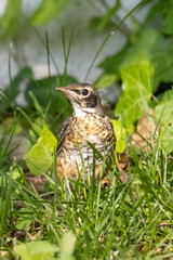 Robin in the grass