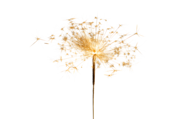 sparkler burning bright  isolated on white background