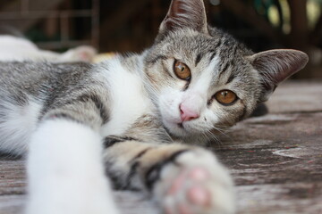A close-up portrait of a domestic tabby cat lying on a wooden floor, gazing with striking amber eyes. Perfect for themes of pets, curiosity, companionship, and animal lifestyle.