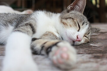 A domestic tabby cat peacefully sleeping on a wooden floor, showing its soft fur and pink nose. Ideal for concepts of relaxation, comfort, coziness, pets, and peaceful lifestyle.