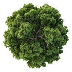 A tree with green leaves is shown in a close up