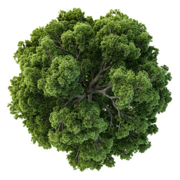 A tree with green leaves is shown in a close up