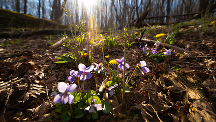 Sunlight streams through a forest canopy, illuminating delicate purple violets and yellow wildflowers blooming on the forest floor amidst fallen leaves