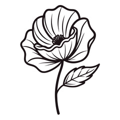 hand drawn poppy flower