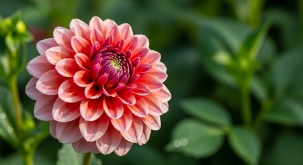 Captivating dahlia portrait highlighting delicate petals and vibrant colors against green background