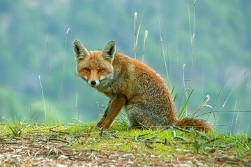 Zorro común o rojo, en el parque natural de Cazorla, Segura y Las Villas.