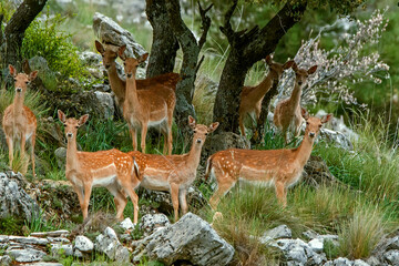 Gamos macho en el parque natural de Cazorla, Segura y Las Villas.