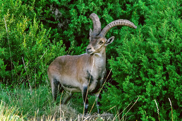 Macho de cabra hispánica pirenaica, en el parque natural de Cazorla, Segura y Las Villas.