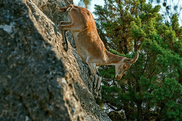 Macho de cabra hispánica pirenaica, en el parque natural de Cazorla, Segura y Las Villas.