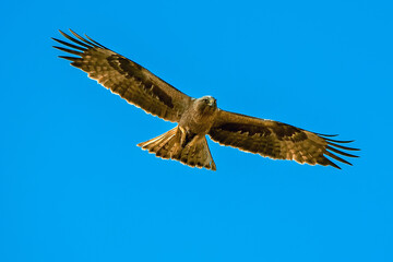 Águila Calzada en vuelo de caza, habitante común en el parque natural de Cazorla, Segura y Las Villas.
