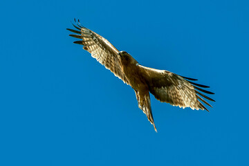 Águila Calzada en vuelo de caza, habitante común en el parque natural de Cazorla, Segura y Las Villas.