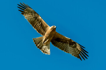 Águila Calzada en vuelo de caza, habitante común en el parque natural de Cazorla, Segura y Las Villas.