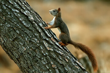 Ardilla común sobre un pino, en el parque natural de Cazorla, Segura y Las Villas.