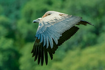 Buitre leonado en vuelo, en el parque natural de Cazorla, Segura y Las Villas.
