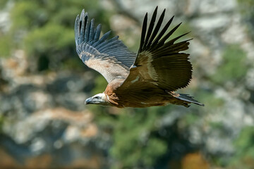 Buitre leonado en vuelo, en el parque natural de Cazorla, Segura y Las Villas.