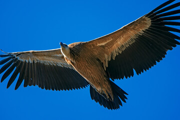 Buitre leonado en vuelo, en el parque natural de Cazorla, Segura y Las Villas.
