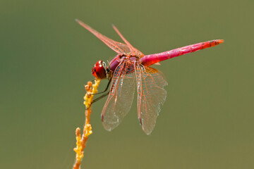 Libélula dragón flecha roja, en el parque natural de Cazorla, Segura y Las Villas.