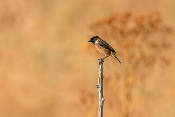 Tarabilla, en el parque natural de Cazorla, Segura y Las Villas.