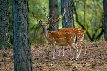 Gamos macho en el parque natural de Cazorla, Segura y Las Villas.