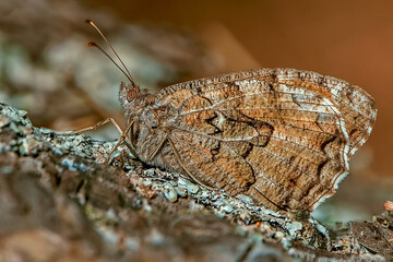 Mariposa pardo rubia, en el parque natural de Cazorla, Segura y Las Villas.