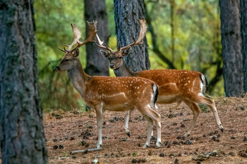 Gamos macho en el parque natural de Cazorla, Segura y Las Villas.