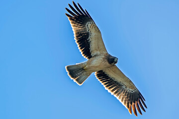 Águila Calzada en vuelo de caza, habitante común en el parque natural de Cazorla, Segura y Las Villas.