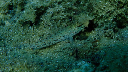 Bucchich's goby (Gobius bucchichi) undersea, Aegean Sea, Greece, Halkidikii, Pirgos beach