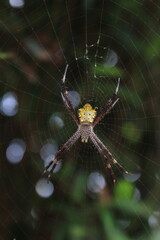 Macro photograph of a spider with a yellow belly resting on its web