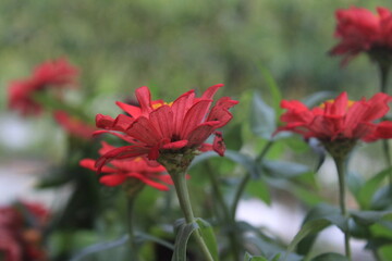 macro photograph of a red zinnia flower seen from the side