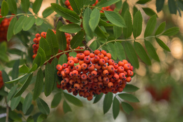 Ripe rowan berries on branches among green leaves. Medicinal plant. Beauty of nature.