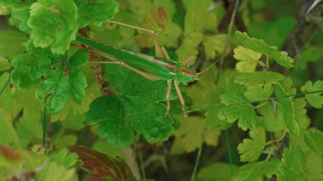 Grasshopper, large and green, moves among the branches of the bush.