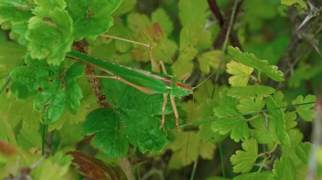 Grasshopper, large and green, moves among the branches of the bush.