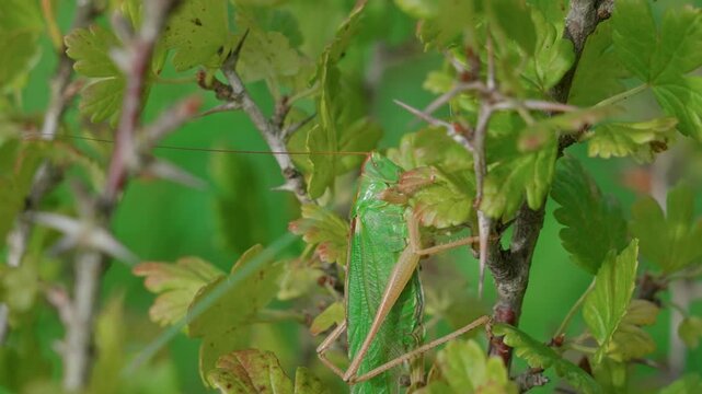 A large green grasshopper among the green gooseberry leaves. It sits, moves, and crawls along the bush.