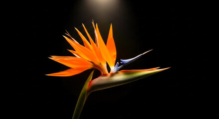 Bird of Paradise Flower Glowing in Neon Purple and Orange