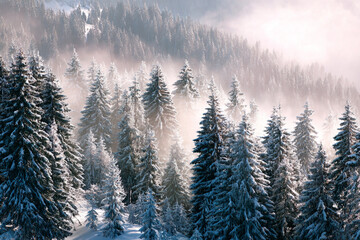 Snow covered pine trees in a misty mountain forest winter wonderland scene