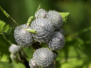 White flowers of the medicinal plant burdock (arctium tomentosum)
