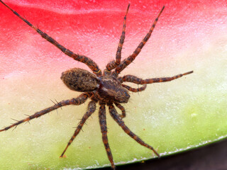 A little brown spider (Pardosa prativaga) got a taste for watermelon