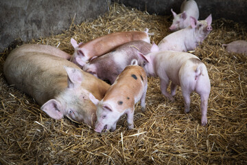 Pigs familly in the farm