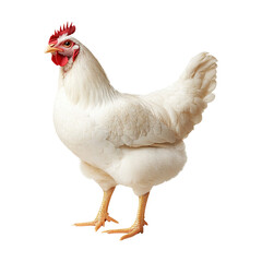 Fototapeta premium White chicken standing isolated on a transparent white background, clipping path