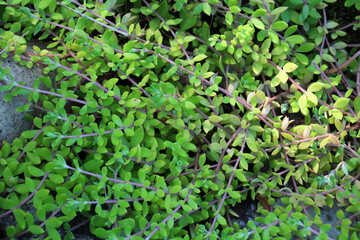 Sedum sarmentosum grows in nature