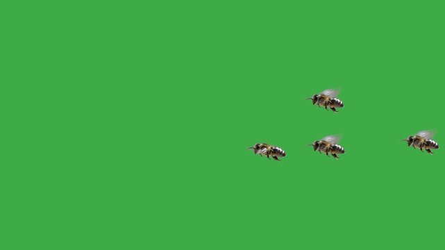 swarm of bees flies on a green screen. slow motion