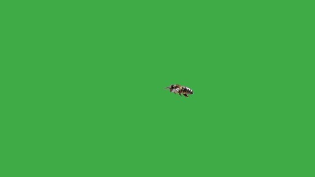 flying bee top down green screen