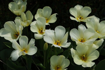 White Tulips