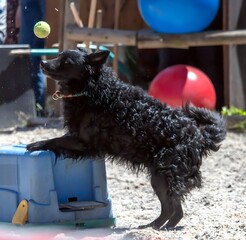 Hund beim Training, Tennisball fangen